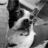 ryan_rugger's profile image