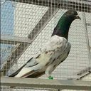 Muhammad Awais (@03006268968) Twitter
