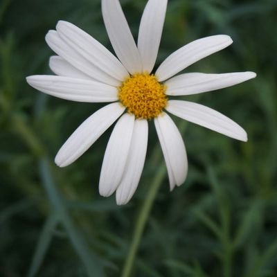 jan_macinnes's profile picture. ........dancing to the rhythm of life....