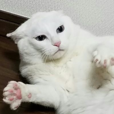 PIGUさんのプロフィール画像