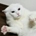 PIGU (@xpigux) Twitter profile photo PIGU (@xpigux) Twitter profile photo