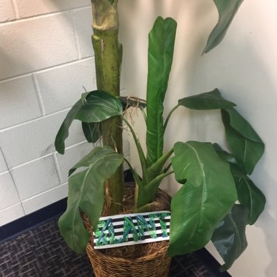 I'm the official plant of the lake park band program. I am BLANT the plant.