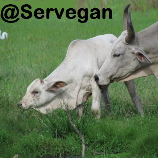 Servicios Veterinarios Ganaderos postea artículos de #Veterinaria #Bovinos #Equinos #IA
Asesores de Empresas de #Ganaderia de Carne, Leche y doble Propósito