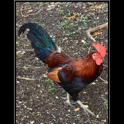 haymmeshugaim's profile picture. Dazed and confused? Nah! Progressive