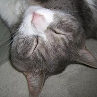 cudos (@cudos) 's Twitter Profile