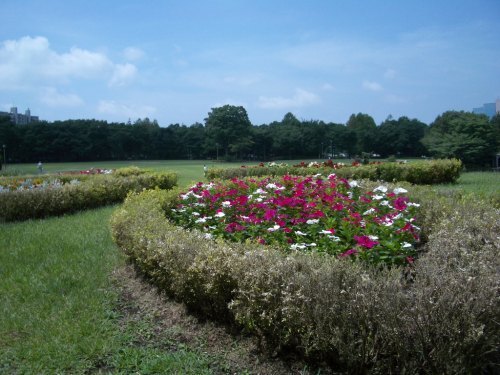 下手な横好きで生け花を習っています。お部屋の中にお花があるのって良いですよね。お散歩も大好きな主婦です♪