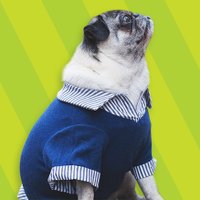 Tuesday the Pug(@tuesdaythepug) 's Twitter Profile Photo