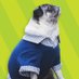 Tuesday the Pug (@tuesdaythepug) Twitter profile photo Tuesday the Pug (@tuesdaythepug) Twitter profile photo