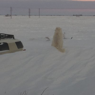 Sbic0017Brenda's profile picture. Retired CFP, living in rural Saskatchewan with my husband, six dogs, and psycho cats. And soon coping with surgery for spinal stenosis.