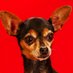 politicalpuppy (@politicalpuppy2) Twitter profile photo politicalpuppy (@politicalpuppy2) Twitter profile photo
