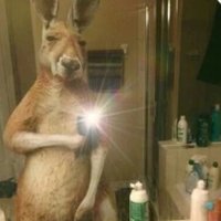 Kangaroo Jack - @wallace_fulton Twitter Profile Photo