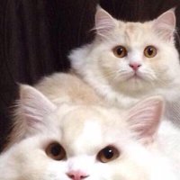 ねこみまる (@nekomimaru) 's Twitter Profile Photo