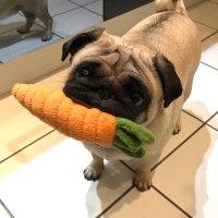 Ronnie Button(@Ronnie_Pug) 's Twitter Profile Photo