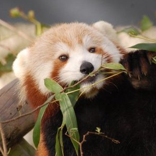 I'm a very lost anthropomorphic Red Panda checking out my surroundings outside the Virginia Zoo. Tweets & RT's are my own, blah blah blah, yada yada yada ...