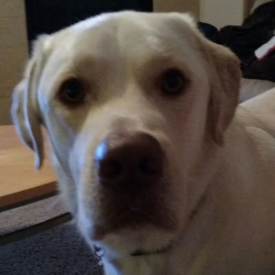 TootsTacos's profile picture. 