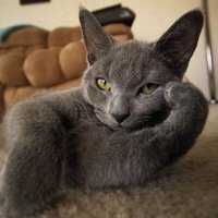 γγπβοΈγ½γγ½γγ*.γ (@f_setna) 's Twitter Profile