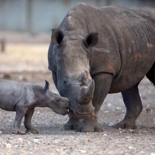 Spreading awareness to help protect a remarkable but critically endangered species. Rhinos are on the verge of extinction due to excessive poaching. #OurRhinos