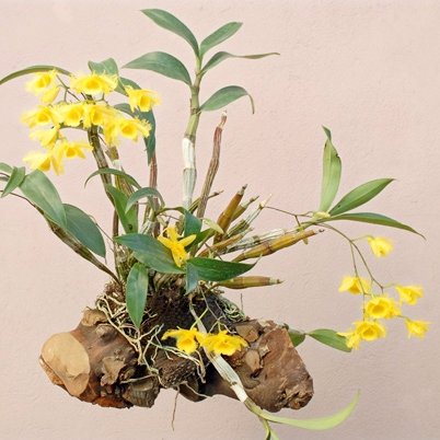 ChannelOrchids's profile picture. I love Orchids, and you?
I live in Vietnam, my country has a lot of orchids, I have a Orchid gardens , I'd like to share for everyone to see beautiful orchids