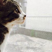 ぐうたら狂 松本亮 (@gutararyo) 's Twitter Profile Photo ぐうたら狂 松本亮 (@gutararyo) 's Twitter Profile Photo