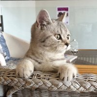 Quayside Cat Cafe(@Catpawcino) 's Twitter Profile Photo