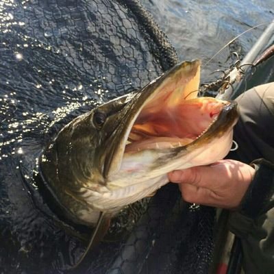 Well known pike angler, writer, photographer, dabbles in ferox and sea angling.