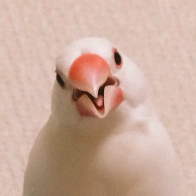ピーチャンズ Uni Chans Twitter ピーチャンズ Uni Chans Twitter