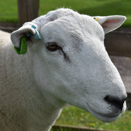 RecordedLleyn's profile picture. Performance Recorded Lleyn Breeders(PRLB). Group of Lleyn breeders aiming to increase profitability through recording, the use of genetics & modern technology.