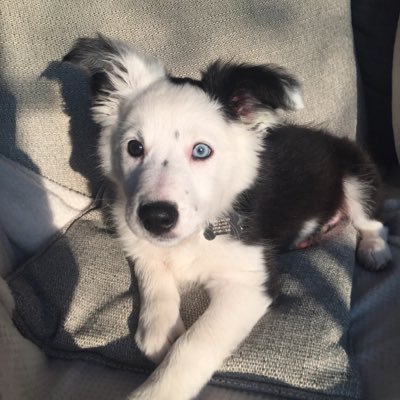 Pepper the Border Collie pup!! Loves the countryside, the beach, balls and snoozing!!