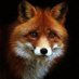Laura Proctor (@angryredhead61) Twitter profile photo Laura Proctor (@angryredhead61) Twitter profile photo