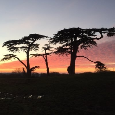 RichTavishMcD's profile picture. 