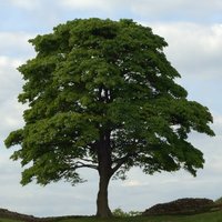 Sycamore Tree (@sycamore_tree1) 's Twitter Profile