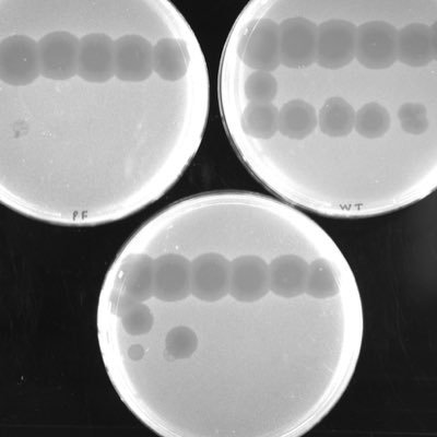 Asst. Professor of Biochemistry, Tufts Dept. of Biology. DNA replication from phage to mitochondria and beyond! Non-canonical DNA structures.