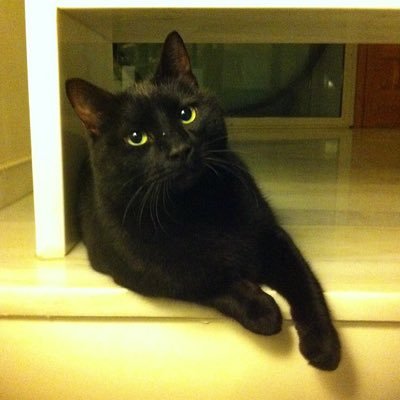 lsince1908's profile picture. Catting since 1980 (not really, just my owner). Love to watch people eat. And love you