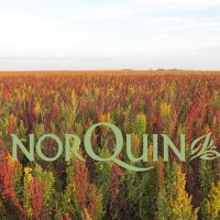 Northern Quinoa Production Corp (@norquinagronomy) 's Twitter Profile