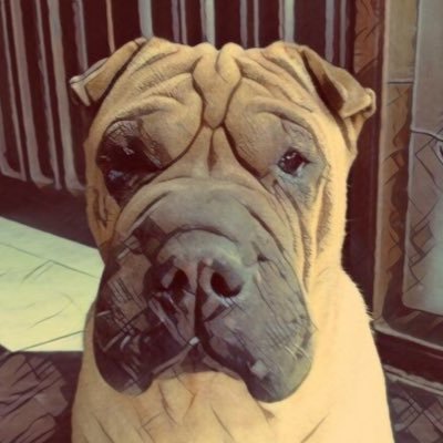 myshudo's profile picture. 🗺🍲📷📽🐾♻️🏟