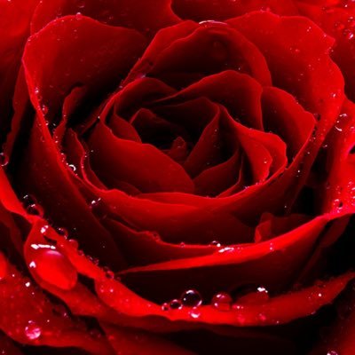 自分を花に例えるなら赤い薔薇 by kaz