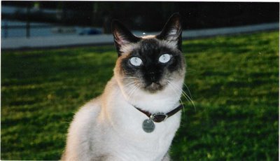 Teresa Leandro 🇵🇹🐾