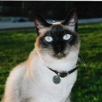 Teresa Leandro 🇵🇹🐾 (@messsalina) 's Twitter Profile Photo