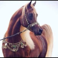 ســآره الجهـــني ..✨ (@saraa_745) Twitter profile photo