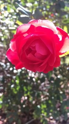 Nazmul58208973's profile picture. 