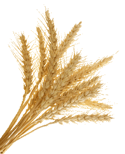 Wheat trading updates - get all the latest news and tips on wheat trade!