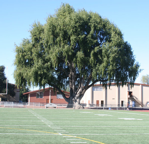 Alumni Director at Saint Francis High School in Mt View CA