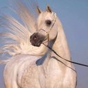 فيصل الشهري (@0555368411) Twitter