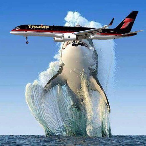 BillFlemTo's profile picture. Politics mixed w/everyday life during these times. #resistance #LGBT #animals #gardening #nature #birds #wildlife #EDM #discomusic #alternativemusic #movies