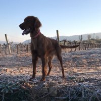 JOSMOLLE (@jmollesole) 's Twitter Profile