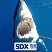 Shark Diving Xperts(@sharkxperts) 's Twitter Profile Photo
