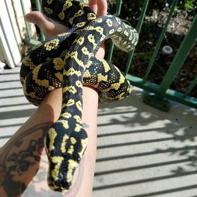 carpetpython001's profile picture. 