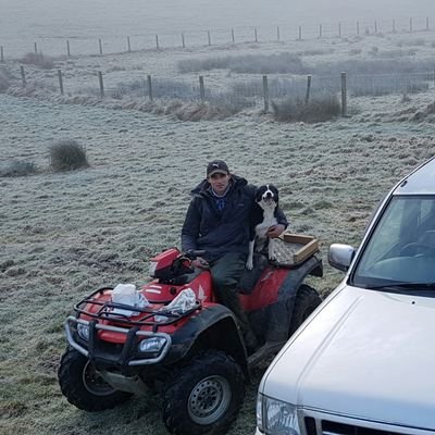 Self employed shepherd, Doing lambings,shearing,sheep dressing,all general sheep work undertaken.
