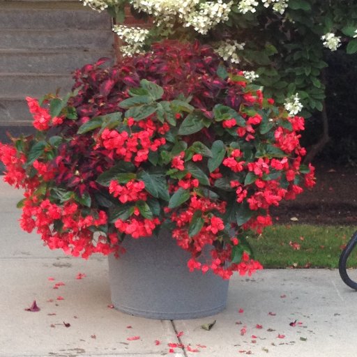 Former Grounds guy at Hobart and William Smith Colleges, now with Earthplanter, the amazing self watering planter.