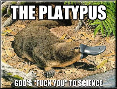 platypus814 Profile Picture